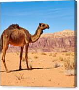 Camel In The Wadi Rum Desert, Jordan Canvas Print