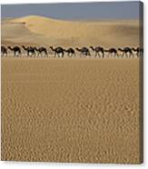 Camel Train With Nomadic Tribesmen, Mali Canvas Print