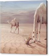 Camels Trip Canvas Print