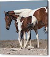 Camouflaged Foal. Canvas Print