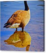 Canadian Goose Canvas Print