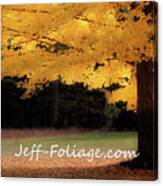 Canopy Of Gold Fall Colors Canvas Print