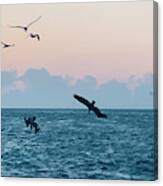 Captiva Island Sunset Seagulls Feast 4 Canvas Print