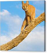 Caracal Cat - South Africa Canvas Print