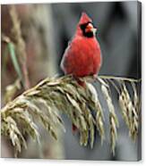 Cardinal Eating Seagrass Canvas Print