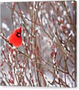Cardinal In Winter Canvas Print