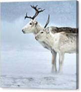 Caribou During Blizzard Canvas Print