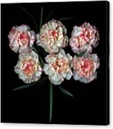Carnations Canvas Print