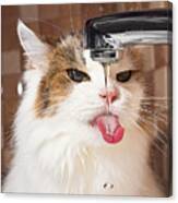 Cat Drinking Water In Bathroom Canvas Print