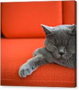 Cat Relaxing On The Couch Canvas Print