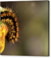 Caterpillar Holding On To A Branch Canvas Print