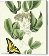 Catesby Butterfly And Botanical Ii Canvas Print