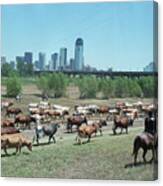 Cattle Drive And Dallas Skyline Canvas Print