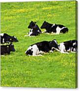 Cattle In Buttercup Meadow In The Canvas Print