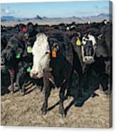 Cattle Up Close Canvas Print