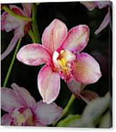 Cattleya Orchid Flower Canvas Print