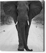 Charging Elephant Canvas Print