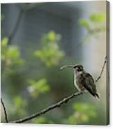 Cheeky Hummingbird Canvas Print
