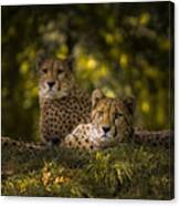 Cheetah Couple Canvas Print