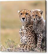 Cheetah Cub With  Mom Canvas Print