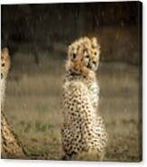 Cheetah Cubs And Rain 0168 Canvas Print