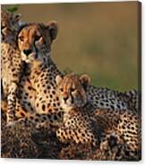 Cheetah Family Canvas Print