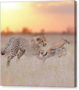 Cheetah Hunting A Gazelle Canvas Print