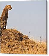 Cheetah With A View Canvas Print