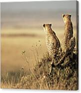 Cheetahs Acinonyx Jubatus Sitting On Canvas Print