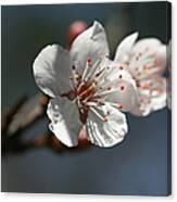 Cherry Blossom Bud Canvas Print