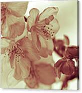 Cherry Blossom, Flowers And Buds Canvas Print