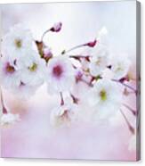 Cherry Blossoms In Pastel Pink Canvas Print