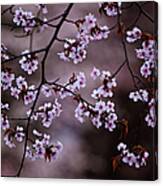 Cherry Blossoms Canvas Print