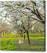 Cherry Orchard Canvas Print