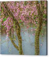 Cherry Trees Blue Water Canvas Print