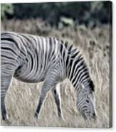 Chobe Zebra, Painterly Canvas Print