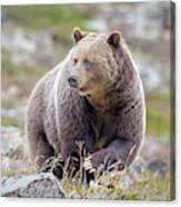 Claws Of A Grizzly Canvas Print