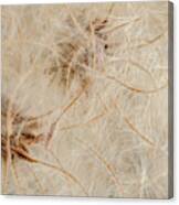 Clematis Seed Pods Canvas Print