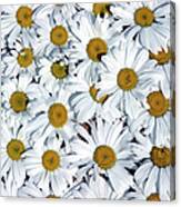 Close Up Field Of White And Yellow Canvas Print