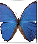 Close-up Of A Nestira Marpho Butterfly Canvas Print