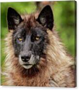 Close-up Of Adult Male Gray Wolf, Canis Canvas Print