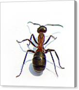 Close Up Of  Ant Canvas Print