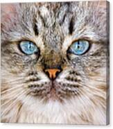 Close Up Of Cat Face Canvas Print