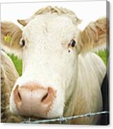 Close Up Of Cows Face Canvas Print