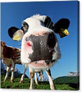 Close-up Of Cows Nose Canvas Print