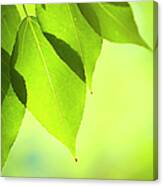 Close-up Of Fresh Green Leafs Canvas Print