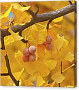 Close-up Of Gingko Tree In Autumn Canvas Print
