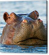 Close Up Of Hippo Hippopotamus Canvas Print