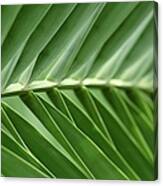 Close-up Of Sago Palm Leaves Canvas Print