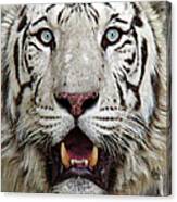 Close Up Of White Tiger Canvas Print